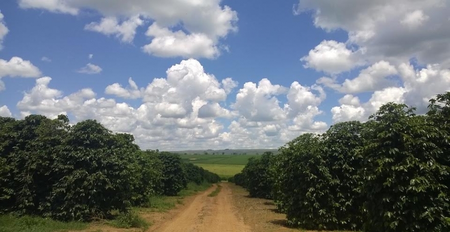 Café: Quem aumentou a produção na safra 23/24? – Por Marcelo Fraga Moreira