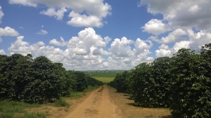 Café: Quem aumentou a produção na safra 23/24? – Por Marcelo Fraga Moreira