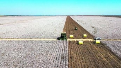 Algodão: Produção global deve somar 24,31 mi de t em 2023/24, -2,13%