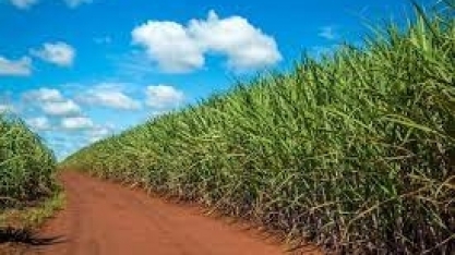 Produção de cana no Centro-Sul deve cair 9,8% na safra deste ano 