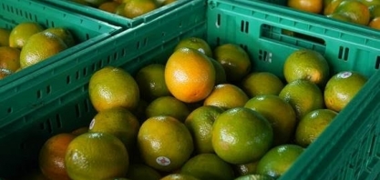Cepea/USP: Preço da laranja alcança maior patamar em 30 anos em São Paulo