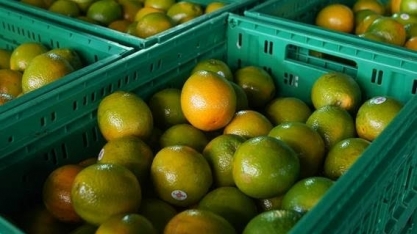 Cepea/USP: Preço da laranja alcança maior patamar em 30 anos em São Paulo
