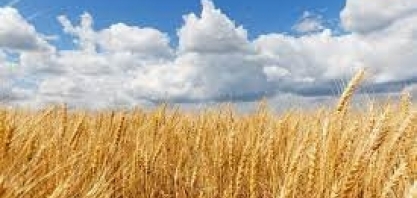 StoneX estima aumento de 14% da nova safra de trigo do Brasil