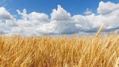 StoneX estima aumento de 14% da nova safra de trigo do Brasil