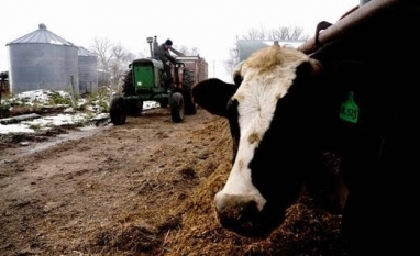 Gripe aviária em vaca leiteira traz cenário preocupante nos EUA