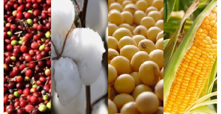 Soja, milho, algodão e café, o quarteto que puxa a produtividade do agro 