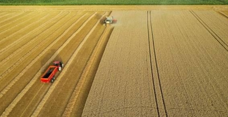 Safra de soja cairá 7,4% ante ciclo anterior, prevê Pátria