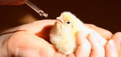 Genética avícola: Volume exportado cresce 13,8% em fev.; receita cai 7,4%