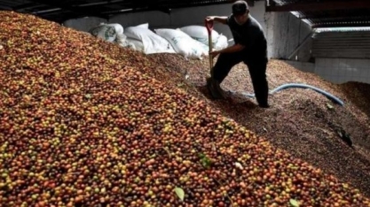  Atrasos de navios com café no Porto de Santos em fevereiro foi de 75%