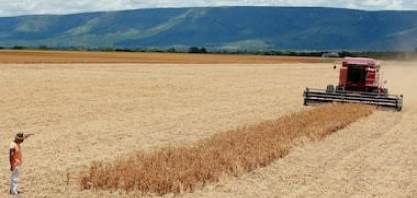 Clima escancara necessidade do seguro rural – Por Cesario Ramalho