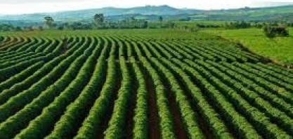 Agricultura regenerativa não é bala de prata, diz exportador de café