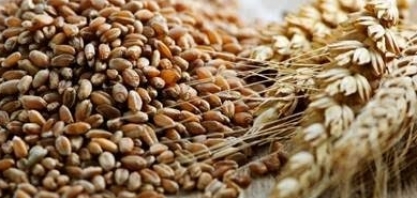 Embrapa e Be8 vão desenvolver cultivares de triticale para produzir etanol