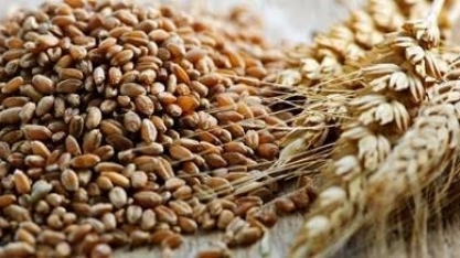 Embrapa e Be8 vão desenvolver cultivares de triticale para produzir etanol