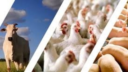 Filipinas fecha acordo para importação de carnes bovina, suína e aves