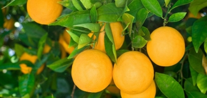 Preço da laranja no mercado “in natura” é o mais alto desde 1994