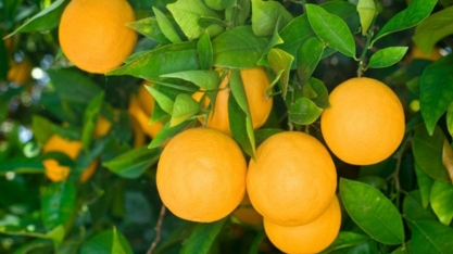 Preço da laranja no mercado “in natura” é o mais alto desde 1994