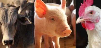 País poderá habilitar diretamente frigoríficos para exportação às Filipinas 