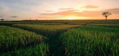 Etanol faz Brasil ter recorde de investimentos de grandes montadoras 