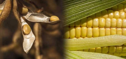 Quebra de milho e de soja deve somar 22 milhões de toneladas 