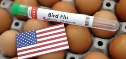 Gripe aviária: EUA confirmam doença em rebanhos leiteiros em 2 Estados