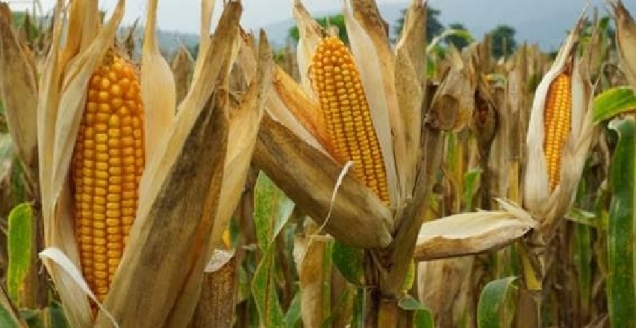 IGC reduz previsão da safra global de milho em 7 mi de toneladas 