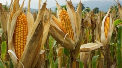 IGC reduz previsão da safra global de milho em 7 mi de toneladas 