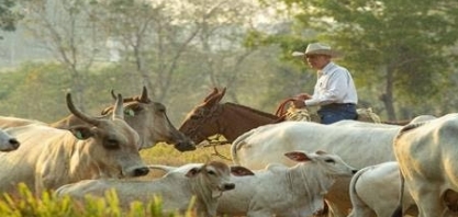 Zerar desmatamento e recuperar pastagens são desafio para reduzir emissões
