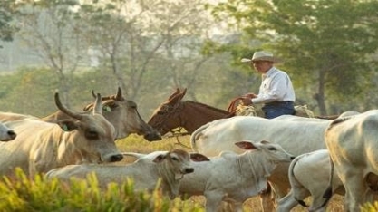 Zerar desmatamento e recuperar pastagens são desafio para reduzir emissões