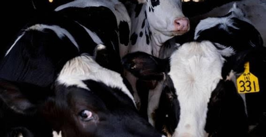 Gripe Aviária/EUA: USDA avalia influenza em gado leiteiro