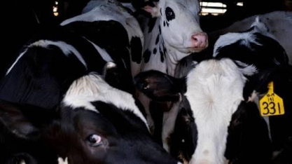 Gripe Aviária/EUA: USDA avalia influenza em gado leiteiro
