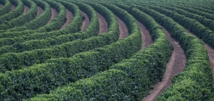 Café: O mercado está por um fio, “por uma média móvel”...