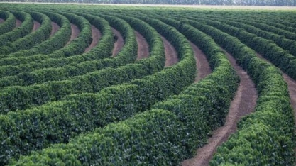 Café: O mercado está por um fio, “por uma média móvel”...
