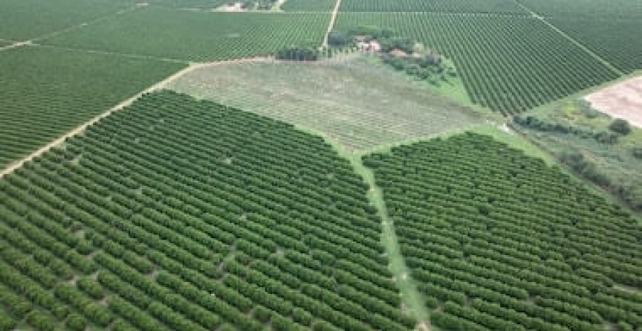 Laranja paulista migra para outros Estados para escapar de praga