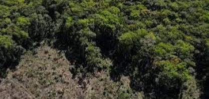 Relatório liga bancos a fazendas com ficha suja na Amazônia