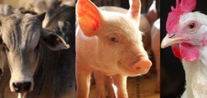 Conab estima produção total de 31 mi de t de carnes