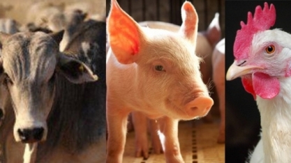 Conab estima produção total de 31 mi de t de carnes