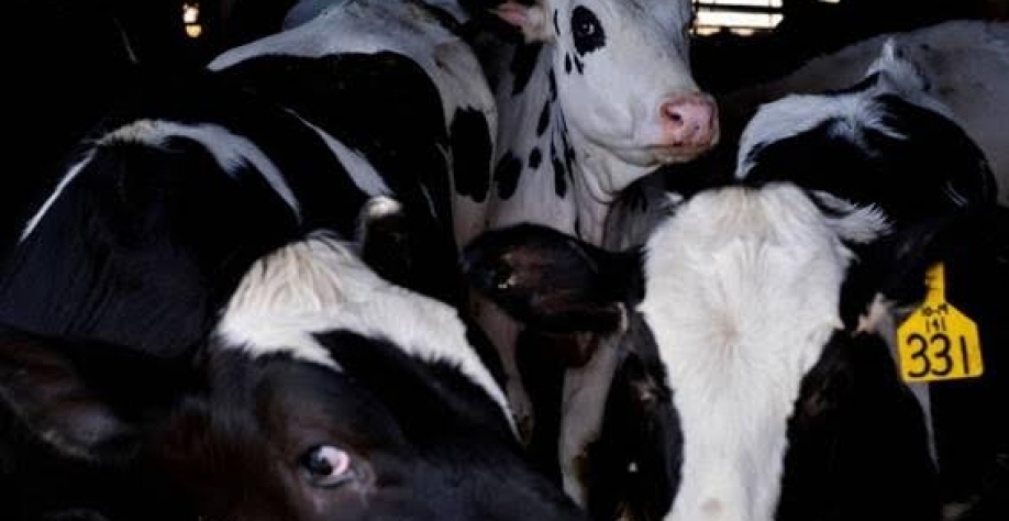 EUA confirmam transmissão de gado para gado em propagação da gripe aviária