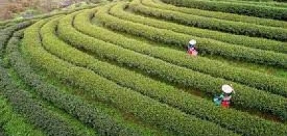 China se prepara para colheitas abundantes de grãos e oleaginosas