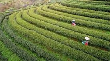 China se prepara para colheitas abundantes de grãos e oleaginosas