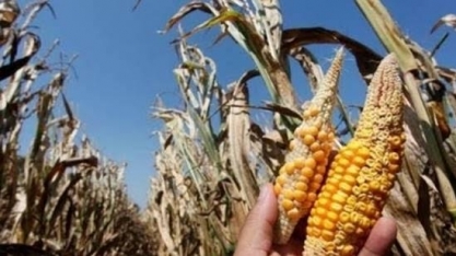 Condição do milho 2ª safra do Paraná tem piora significativa com seca