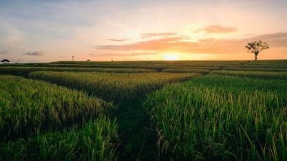 Cana/Conab: 1º Levantamento da safra 2024/25 prevê 685,87 mi de t, -3,8%