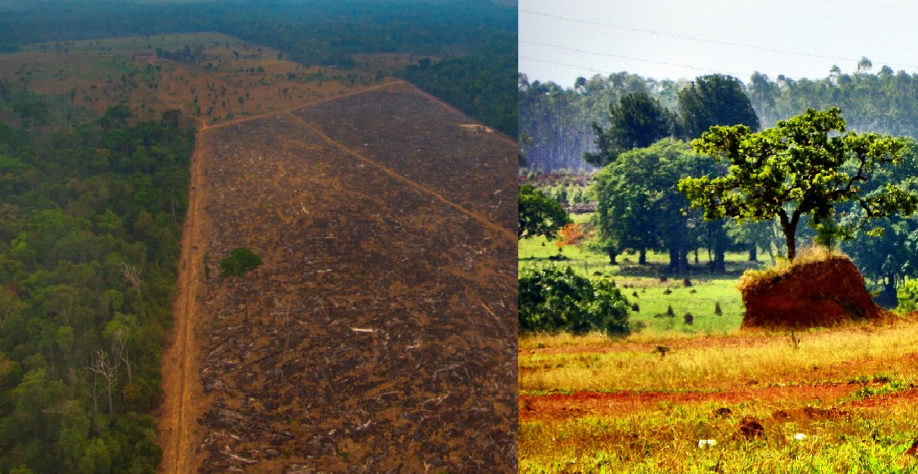Desmatamento na amazônia cai 42% no 1º trimestre; no cerrado batem recorde