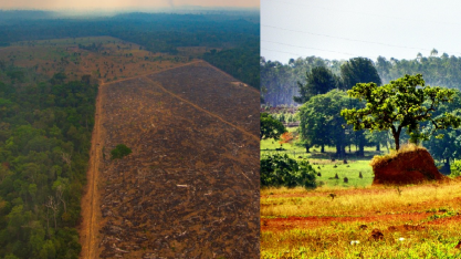 Desmatamento na amazônia cai 42% no 1º trimestre; no cerrado batem recorde