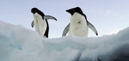 Morte de pinguins na Antártida é investigada em meio a gripe aviária