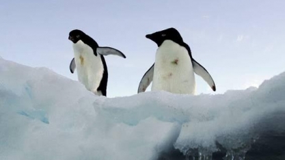 Morte de pinguins na Antártida é investigada em meio a gripe aviária