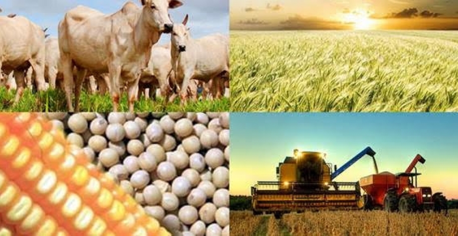 Receita agrícola deve cair 3,5% este ano, a R$ 916,1 bi