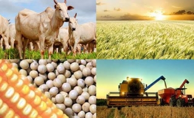 Receita agrícola deve cair 3,5% este ano, a R$ 916,1 bi
