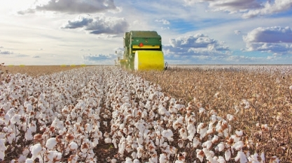 Estudo liga crimes no Cerrado a gigantes da moda na Europa