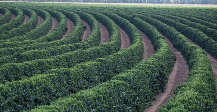 Café: Cuidado com “a picada do mosquito da alta”!