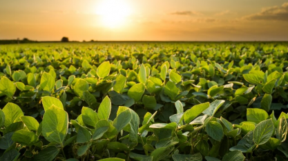 AgResource eleva previsão de safra de soja para 145,4 milhões de toneladas